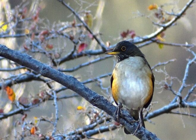 Realizaron un avistaje de aves en la reserva Quebrada de Las Higueritas