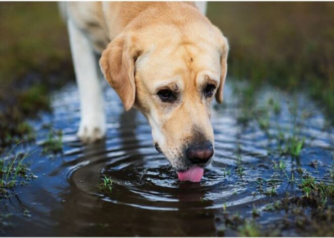 Esta es la razón por la que perros y gatos no deberían tomar agua de lluvia, según especialistas Esta es la razón por la que perros y gatos no deberían tomar agua de lluvia, según especialistas