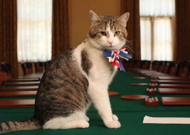 Larry, el gato más conocido en Reino Unido que ocupa un importante rol en Downing Street Larry, el gato más conocido en Reino Unido que ocupa un importante rol en Downing Street