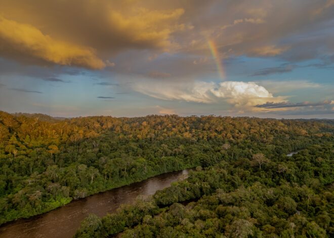 La expedición que buscaba el árbol más alto de Amazonia y encontró un santuario de ejemplares gigantes