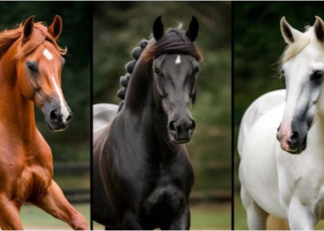 Test de personalidad: elegí uno de los tres caballos y descubrí las fortalezas de tu carácter Test de personalidad: elegí uno de los tres caballos y descubrí las fortalezas de tu carácter