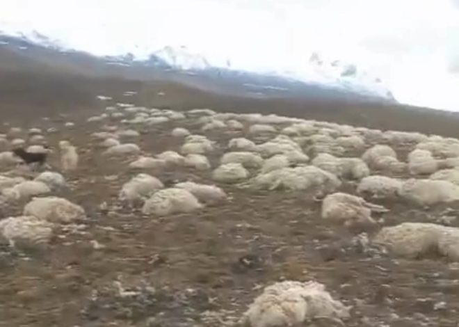 “Esto me supera”. En un campo se derritió la nieve y encontró una terrible sorpresa: 2000 ovejas muertas