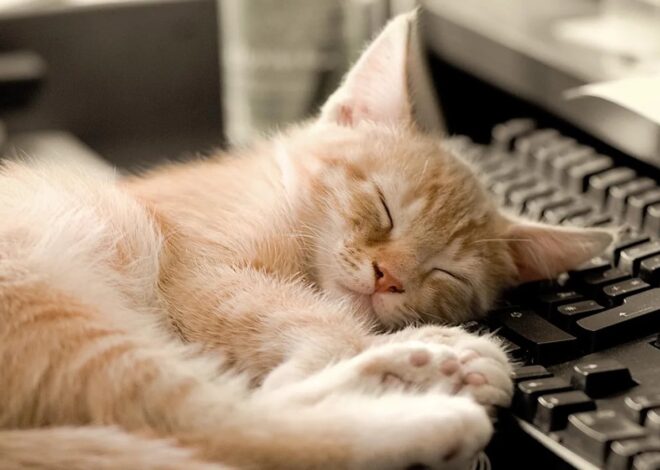 Qué significa que tu gato se recueste sobre el teclado de la computadora Qué significa que tu gato se recueste sobre el teclado de la computadora