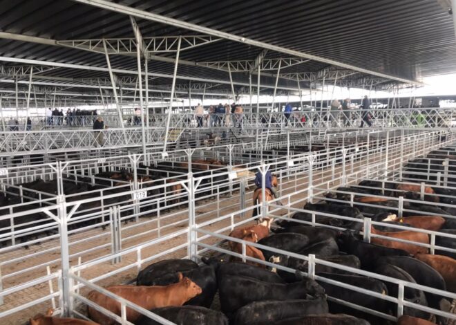 Fue negativo el balance semanal para el valor de la hacienda en el Mercado Agroganadero