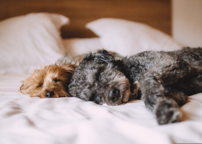 Por qué los perros mueven las patas cuando duermen