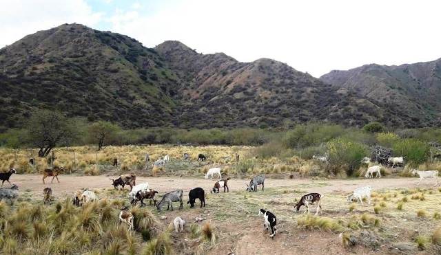 Aplicarán fuertes multas a los dueños de ganado que esté suelto en calles y rutas Aplicarán fuertes multas a los dueños de ganado que esté suelto en calles y rutas