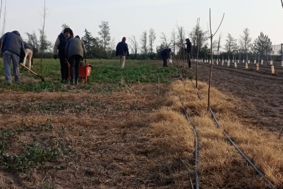 Sol Puntano empezó a plantar ciruelas para consumo en fresco y producción de dulces Sol Puntano empezó a plantar ciruelas para consumo en fresco y producción de dulces