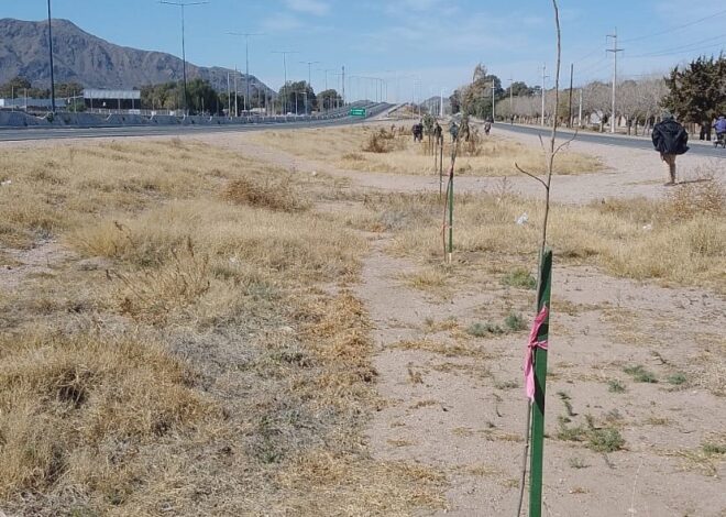 Avanza la forestación en la avenida de circunvalación de la ciudad de San Luis