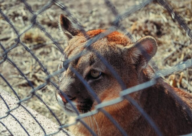 La secretaría de Ambiente pide respetar la vida en silvestría del puma La secretaría de Ambiente pide respetar la vida en silvestría del puma