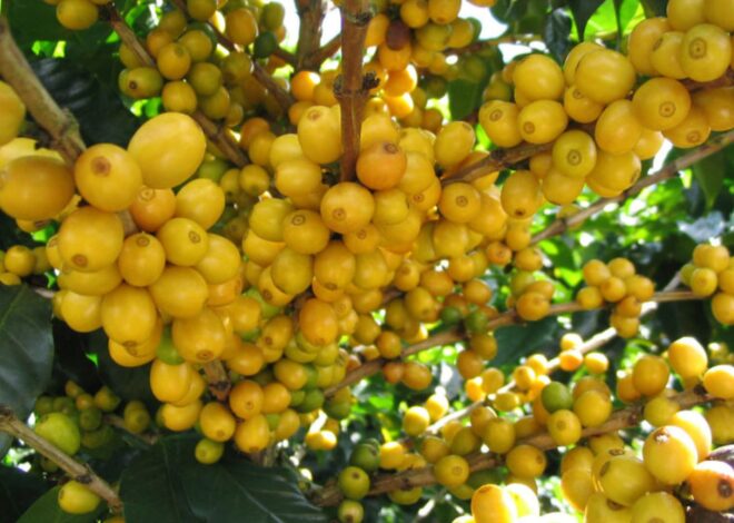 La fruta que promueve la producción de colágeno y que te hará ver más joven La fruta que promueve la producción de colágeno y que te hará ver más joven