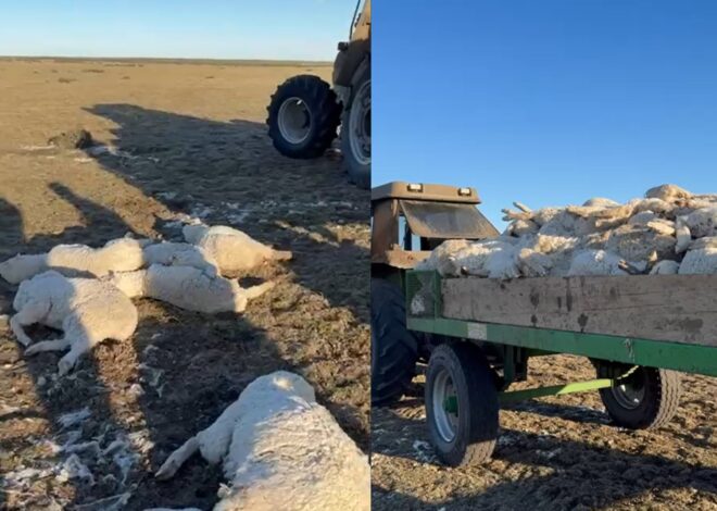 ¿Se salvaron?: se fue la nieve y llega la difícil misión de cuantificar un drama productivo ¿Se salvaron?: se fue la nieve y llega la difícil misión de cuantificar un drama productivo