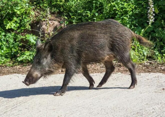 Qué hacer si te encuentras con un jabalí salvaje: consejos del Departamento de Agricultura de EE.UU. Qué hacer si te encuentras con un jabalí salvaje: consejos del Departamento de Agricultura de EE.UU.