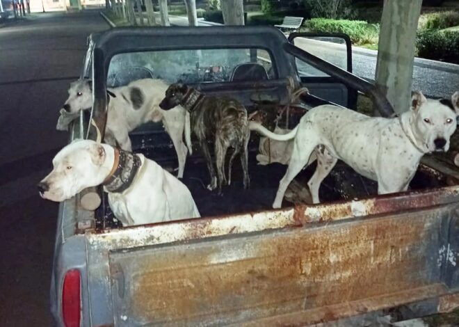 Recuerdan que se encuentra prohibida la caza con jauría Recuerdan que se encuentra prohibida la caza con jauría