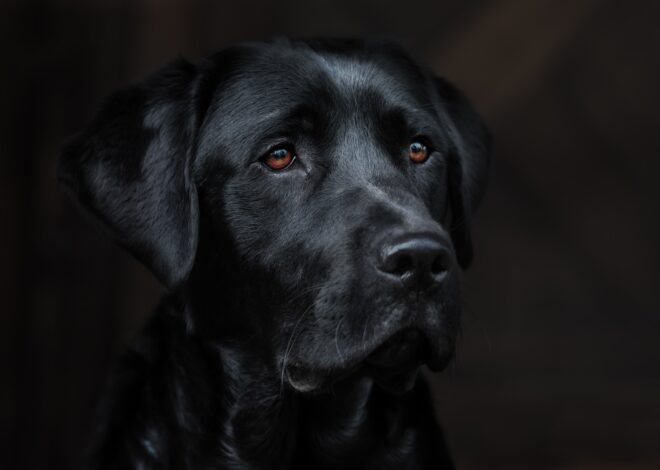 Un estudio reveló la verdad sobre el mito que asegura que los perros pueden percibir la maldad Un estudio reveló la verdad sobre el mito que asegura que los perros pueden percibir la maldad