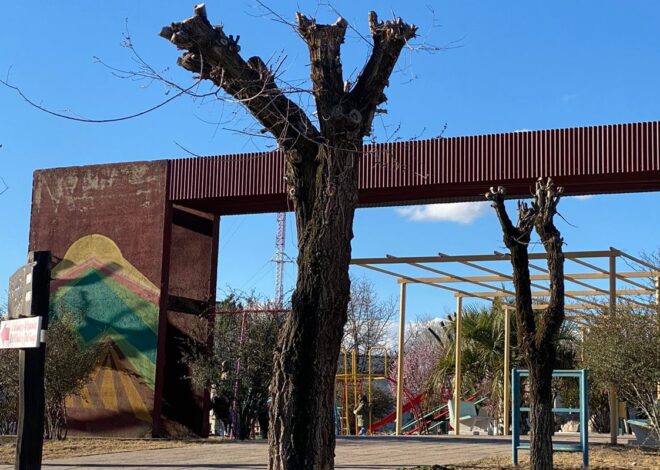 Ambiente constató podas desmedidas de árboles en San José del Morro