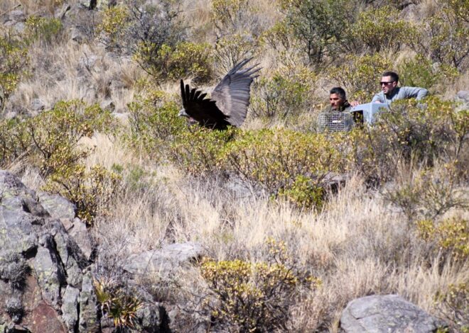 ‘Sariri’ y ‘Waikiri’ marcan un nuevo rumbo en el cielo de San Francisco del Monte de Oro ‘Sariri’ y ‘Waikiri’ marcan un nuevo rumbo en el cielo de San Francisco del Monte de Oro
