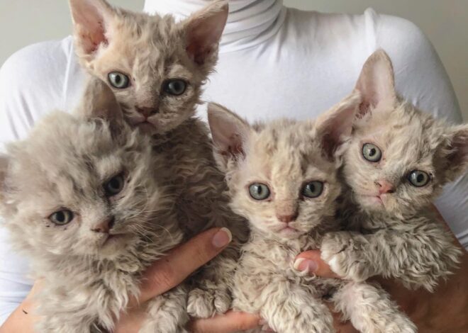Por qué los “gatos oveja” son tendencia y qué beneficios tendría adoptar uno de ellos