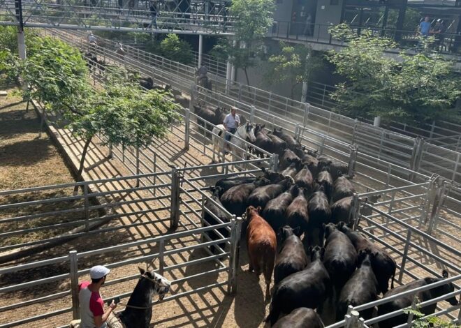 Vacunos: leves alzas en el Mercado Agroganadero de Cañuelas Vacunos: leves alzas en el Mercado Agroganadero de Cañuelas