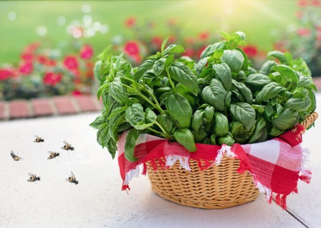 Cuál es la planta que hay que tener en la cocina para ahuyentar a las moscas de forma natural