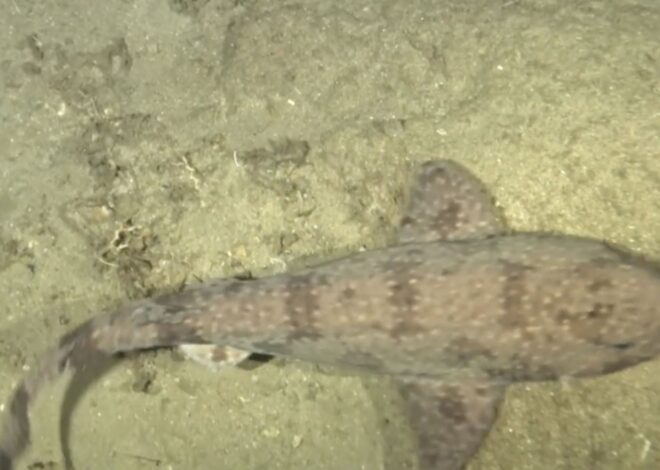 Una cámara submarina filmó a un extraño tiburón que vive en el fondo del océano