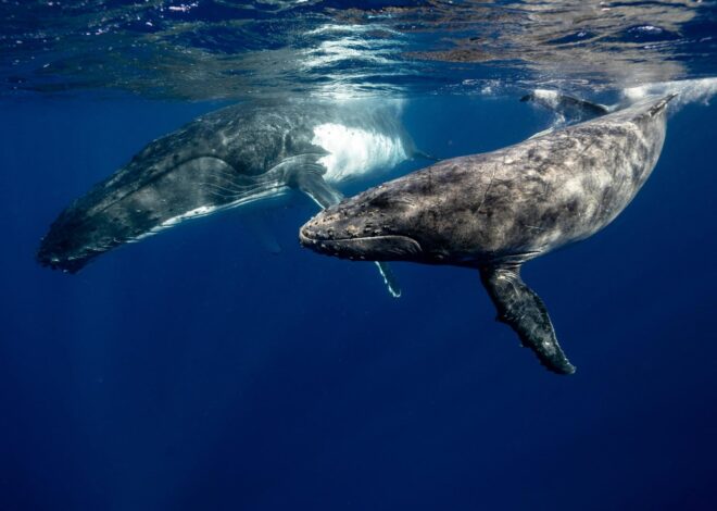 Científicos aseguran que el pis de ballena tiene un costado positivo para el ambiente marino