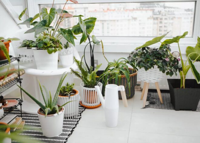 Cuáles son las cinco plantas perfectas para decorar tu casa Cuáles son las cinco plantas perfectas para decorar tu casa