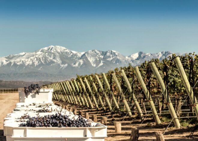 Día del Malbec. Por qué se celebra hoy, cómo se convirtió en la cepa insignia argentina y las cifras del fenómeno Día del Malbec. Por qué se celebra hoy, cómo se convirtió en la cepa insignia argentina y las cifras del fenómeno