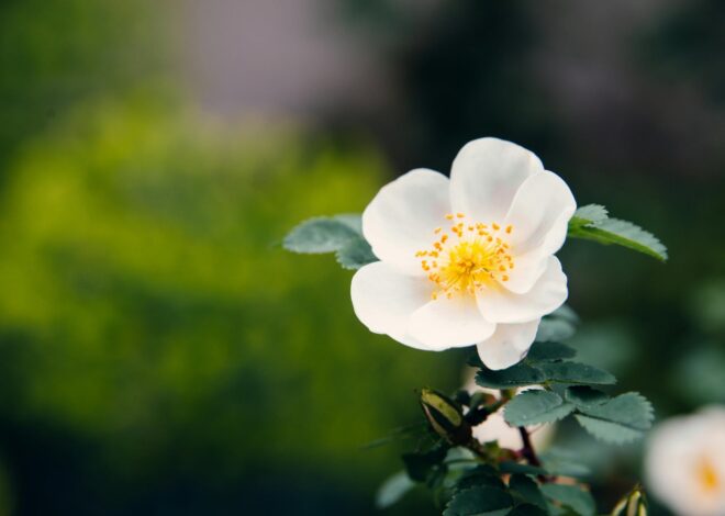 La flor que llena de perfume el jardín, crece en grupo y casi no necesita cuidados La flor que llena de perfume el jardín, crece en grupo y casi no necesita cuidados
