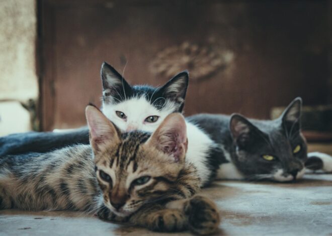 ¿Es seguro que un gato con leucemia conviva con otros gatos? ¿Es seguro que un gato con leucemia conviva con otros gatos?