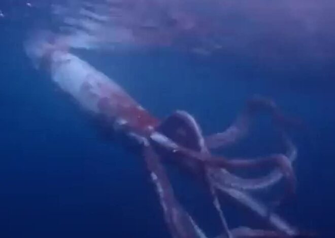 Hacían buceo y se encontraron un calamar gigante cara a cara