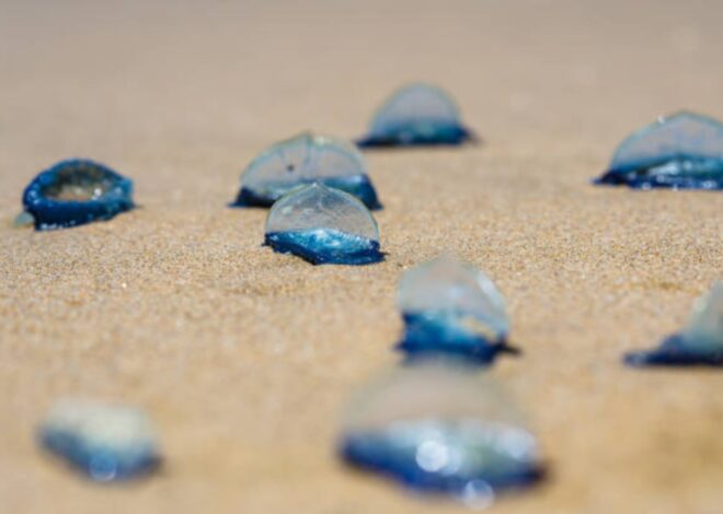 Qué son las misteriosas criaturas azules que cubren las playas de California: ¿son venenosas? Qué son las misteriosas criaturas azules que cubren las playas de California: ¿son venenosas?