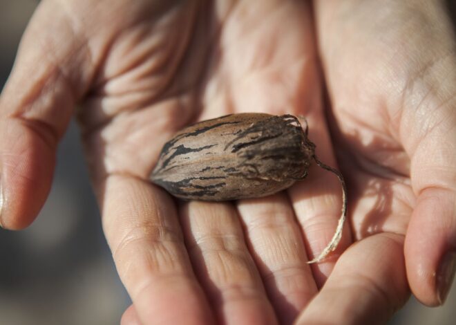Ni avena ni semillas de chía: hay un fruto seco mucho mejor para reducir el colesterol