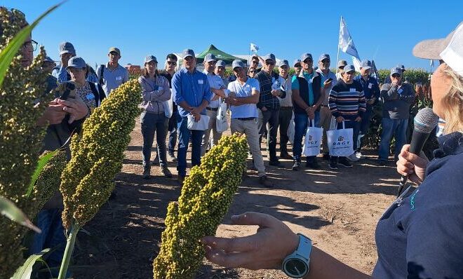 Tecnología de manejo: una semillera mostró el protagonismo cada vez más fuerte del sorgo