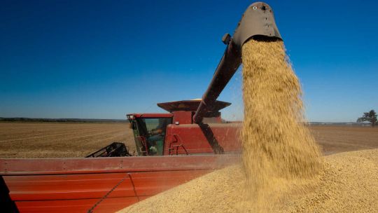 Aseguran que la producción de soja "está estancada" muy por debajo de Brasil y Estados Unidos Aseguran que la producción de soja "está estancada" muy por debajo de Brasil y Estados Unidos