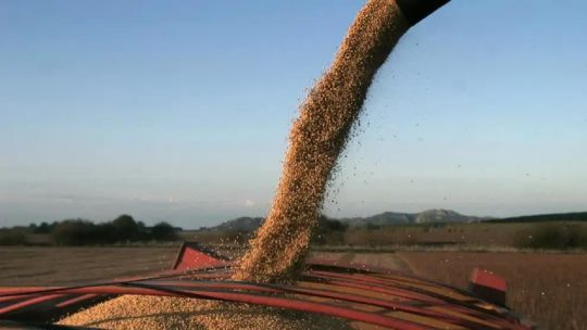 Cambios en la estrategia agro: “El productor liquida lo mínimo indispensable pese a no tiene incentivo a retener granos”