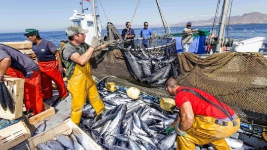 Sector pesquero: “El cultivo está erosionando la pesca salvaje del mar argentino” Sector pesquero: “El cultivo está erosionando la pesca salvaje del mar argentino”