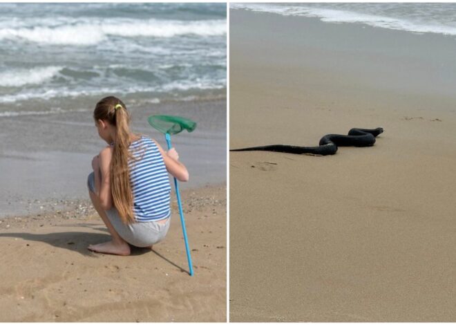 El encuentro viral de una niña con una serpiente en una playa de Maryland El encuentro viral de una niña con una serpiente en una playa de Maryland