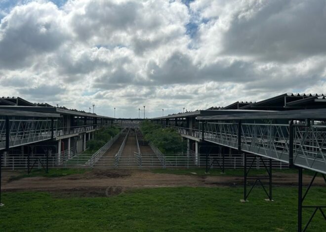 Vacunos: comenzó la semana con alzas en el Mercado Agroganadero de Cañuelas Vacunos: comenzó la semana con alzas en el Mercado Agroganadero de Cañuelas