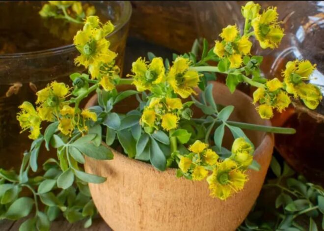 Qué significa para el Feng Shui que se muera la planta de ruda en casa Qué significa para el Feng Shui que se muera la planta de ruda en casa
