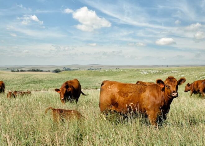 Desarrollo: cómo es la tecnología que ya puede reemplazar al alambrado y qué es lo que “entienden” las vacas para no irse Desarrollo: cómo es la tecnología que ya puede reemplazar al alambrado y qué es lo que “entienden” las vacas para no irse