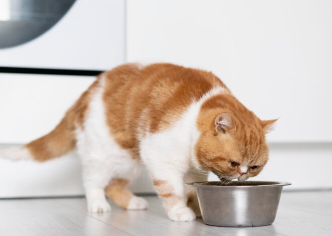 Qué tan bueno es el atún para los gatos Qué tan bueno es el atún para los gatos