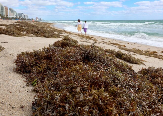 Alerta por sargazo en Florida: qué es, cuándo llega y por qué los expertos advierten su impacto en el turismo Alerta por sargazo en Florida: qué es, cuándo llega y por qué los expertos advierten su impacto en el turismo