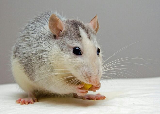 El secreto que guardan los bigotes de los ratones que revoluciona la ciencia El secreto que guardan los bigotes de los ratones que revoluciona la ciencia