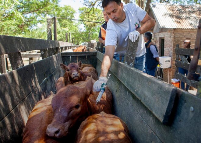 “Mayor apertura y libertad”: el Gobierno amplió un listado de países para importar productos veterinarios y sumó a Brasil “Mayor apertura y libertad”: el Gobierno amplió un listado de países para importar productos veterinarios y sumó a Brasil