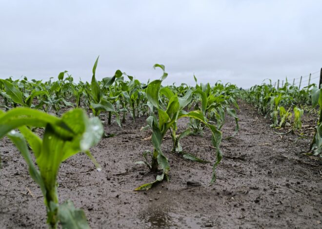 El maíz se perfila como el ganador en la campaña agrícola 2025/26