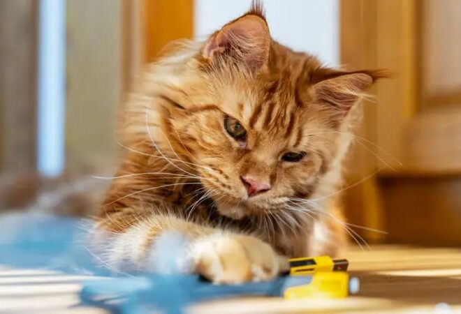 Científicos resuelven el enigma de hace décadas sobre el color de los gatos pelirrojos Científicos resuelven el enigma de hace décadas sobre el color de los gatos pelirrojos