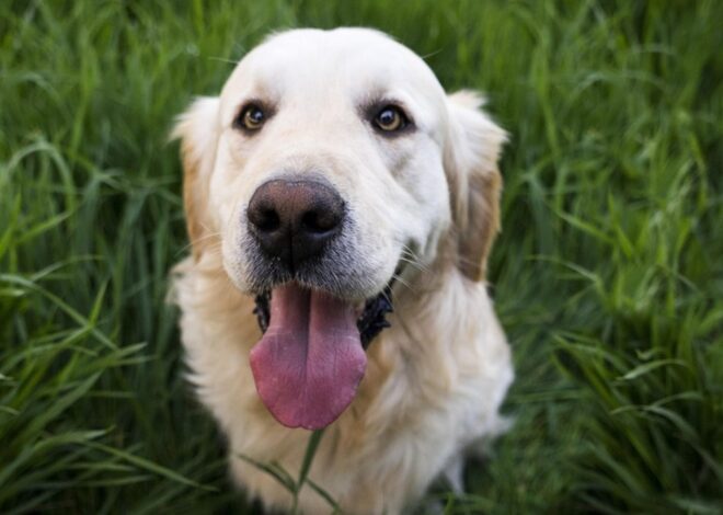 A qué edad se considera viejo a un perro