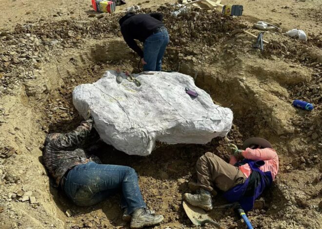 Excavaba en Texas y de casualidad encontró un verdadero tesoro para la paleontología Excavaba en Texas y de casualidad encontró un verdadero tesoro para la paleontología