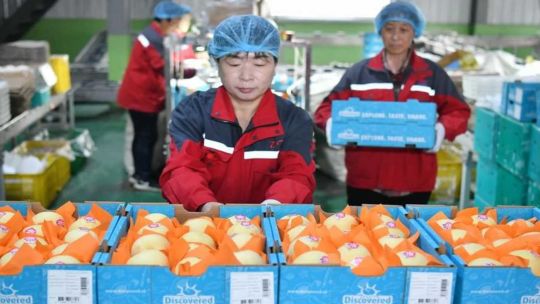 China comenzó a enviar peras a la Argentina y los exportadores de Río Negro y Neuquén piden las mismas reglas de juego China comenzó a enviar peras a la Argentina y los exportadores de Río Negro y Neuquén piden las mismas reglas de juego