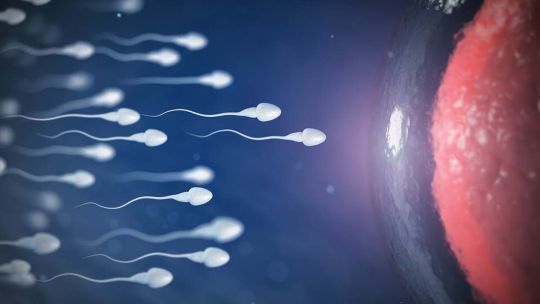 Los microplásticos afectan a la fertilidad femenina y un nuevo estudio lo confirma